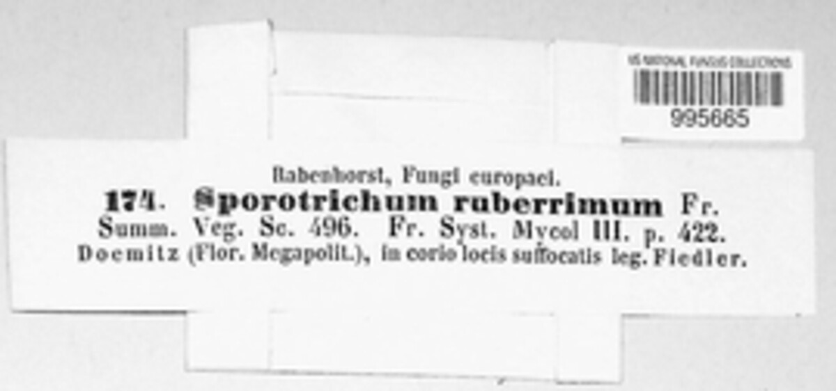 Sporotrichum ruberrimum image